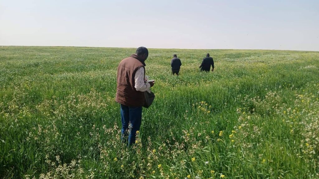 GDSO teams try to combat desert locust swarms in southern Libya, 7 March 2025. (GDSO photo)