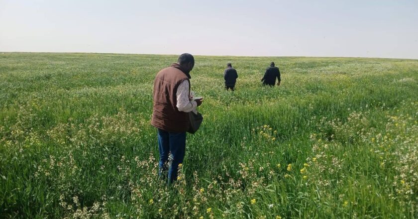 The Enemy Within, Libya Combats Desert Locust Swarms